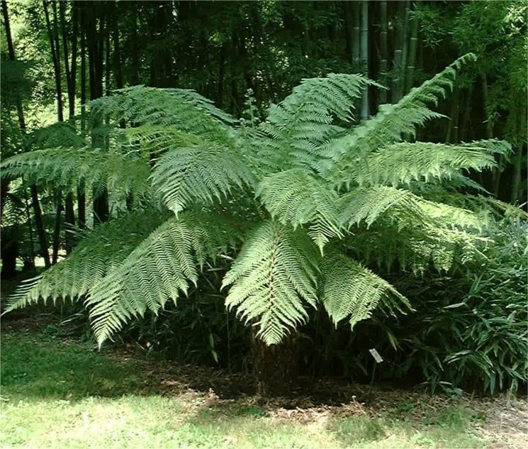 Dicksonia