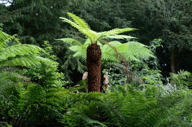 Palma Dicksonia Antartica Dicksonia Antartica Alberi