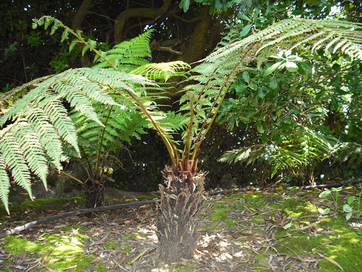 Palma dicksonia