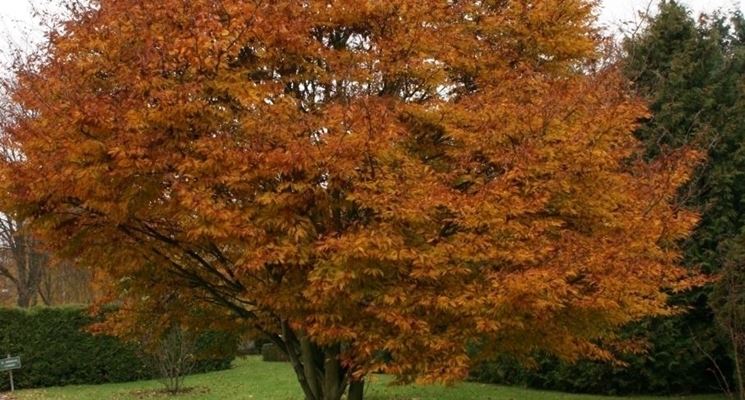 Fagus sylvatica Aspelenifolia 