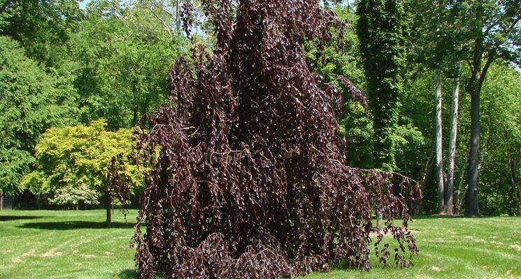 Fagus sylvatica Purple Fountain