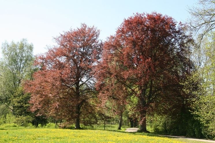 Fagus sylvatica Purpurea Latifolia