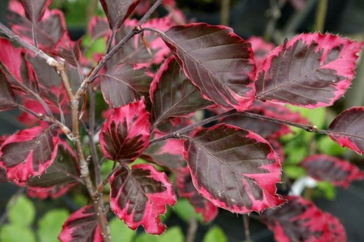 Fagus sylvatica Purpurea Tricolor