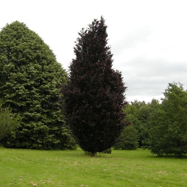 Fagus sylvatica Dawyck Purple