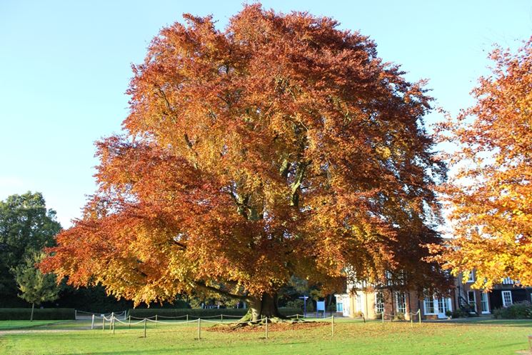 Faggio giardino