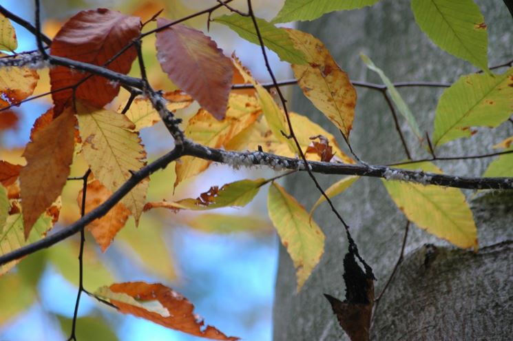 Parassiti albero