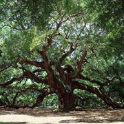 quercia albero