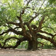 la quercia albero