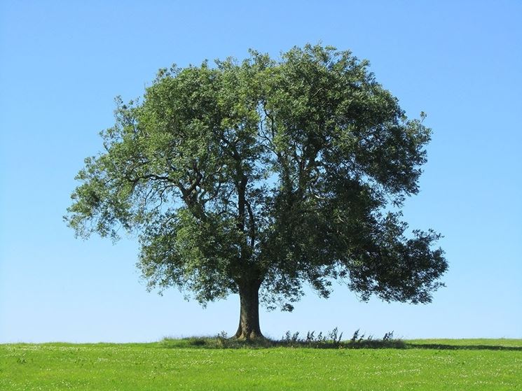 Albero frassino