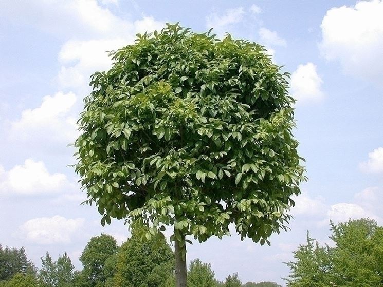 Frassino Fraxinus Excelsior Fraxinus Excelsior Alberi Frassino Frassino Fraxinus Excelsior Fraxinus Excelsior Alberi Frassino