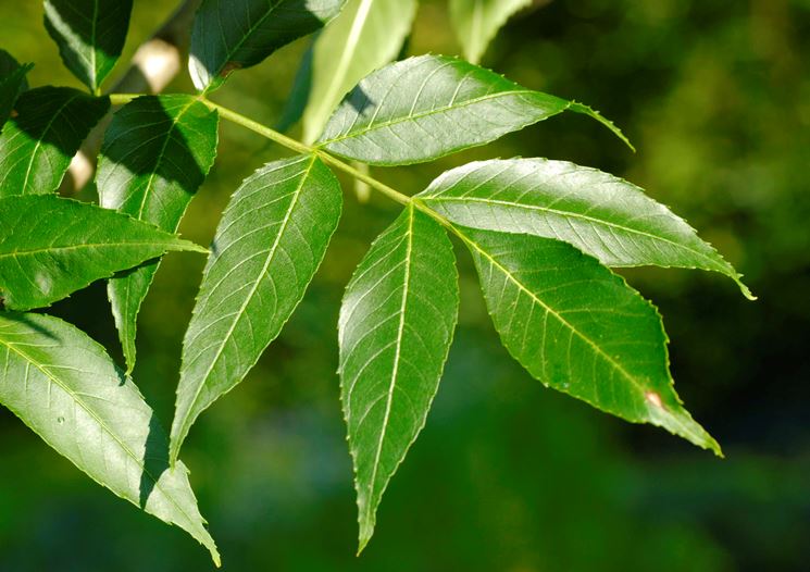 fraxinus excelsior foglie