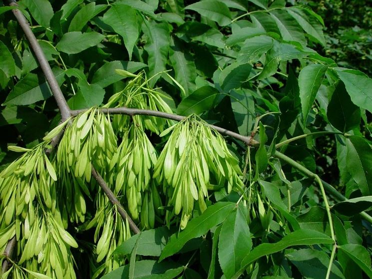 Frassino Fraxinus Excelsior Fraxinus Excelsior Alberi Frassino Frassino Fraxinus Excelsior Fraxinus Excelsior Alberi Frassino