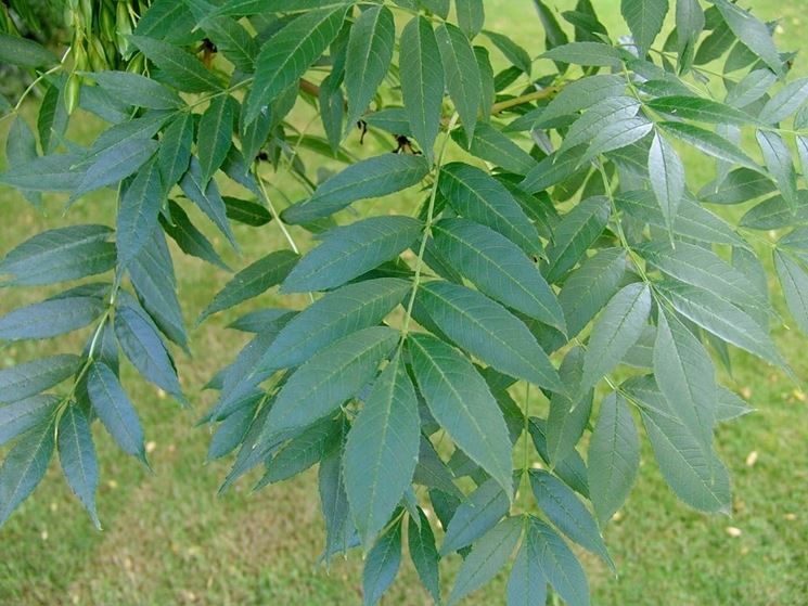 Frassino Fraxinus Excelsior Fraxinus Excelsior Alberi Frassino Frassino Fraxinus Excelsior Fraxinus Excelsior Alberi Frassino