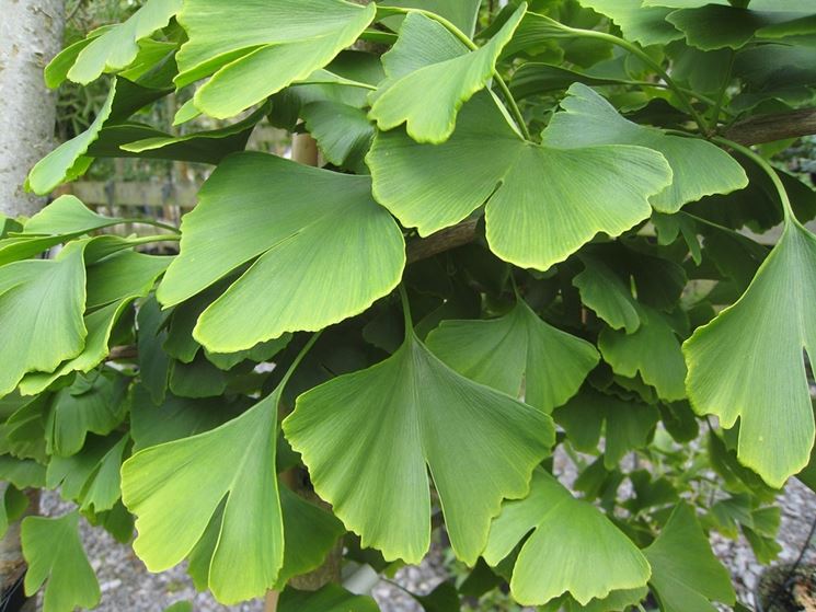 gingko biloba foglia