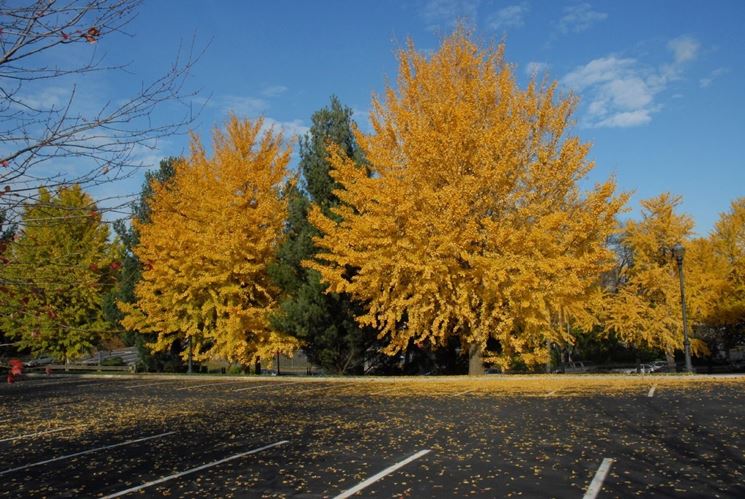 gingko biloba pianta