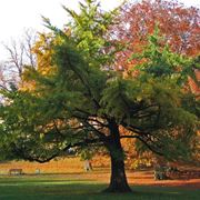 ginkgo biloba pianta