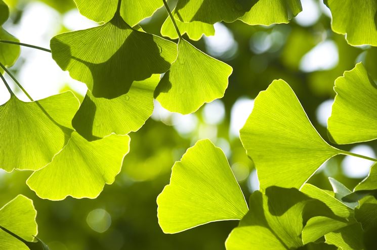 Foglie ginkgo biloba