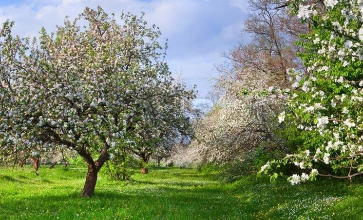 piante da giardino