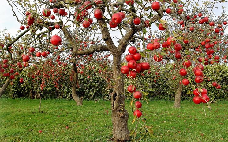 alberi da giardino