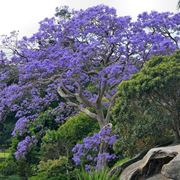 Jacaranda fiori