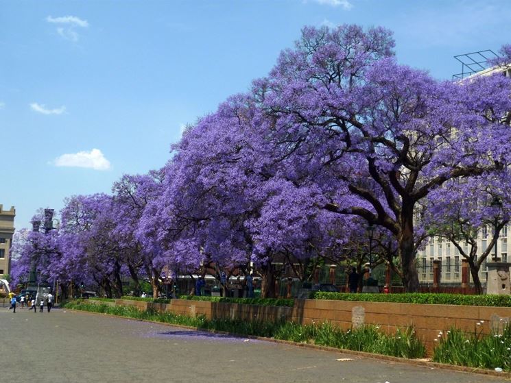 Jacaranda Mimosifolia