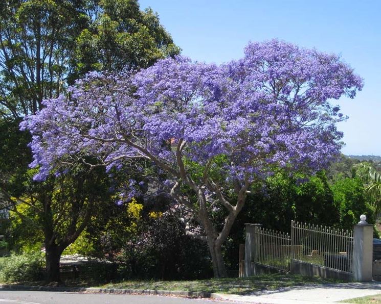 Jacaranda albero