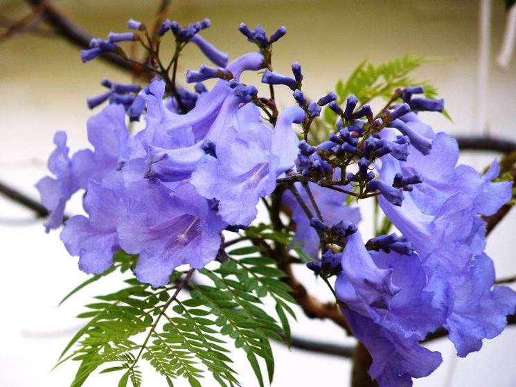 fiori jacaranda