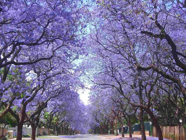 jacaranda