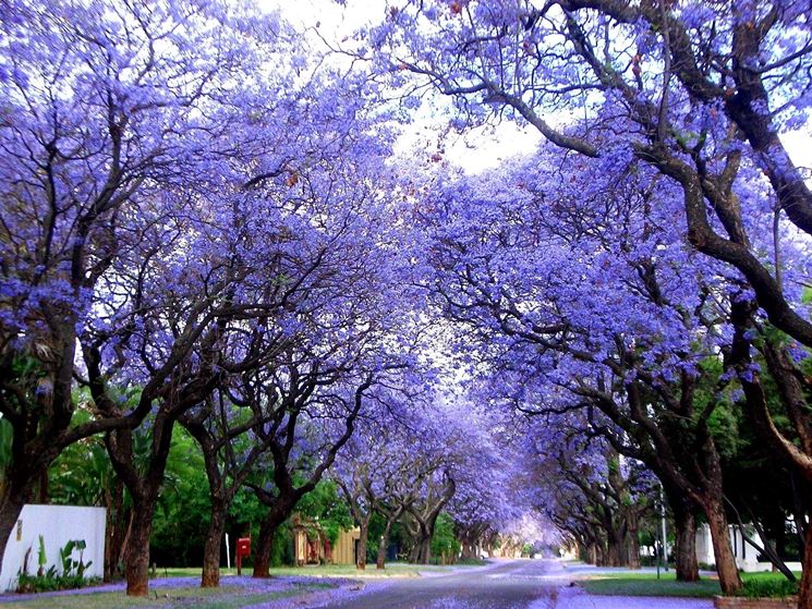 jacaranda mimosifolia