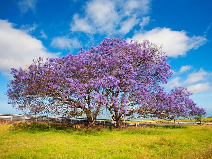 Potatura Jacaranda