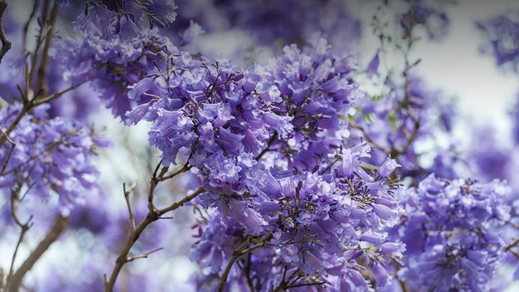 jacaranda fiori