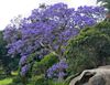 Jacaranda fiori