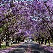jacaranda