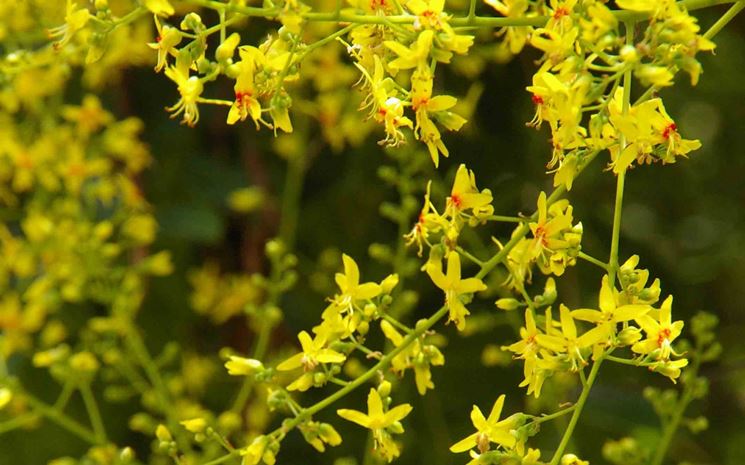 koelreuteria paniculata