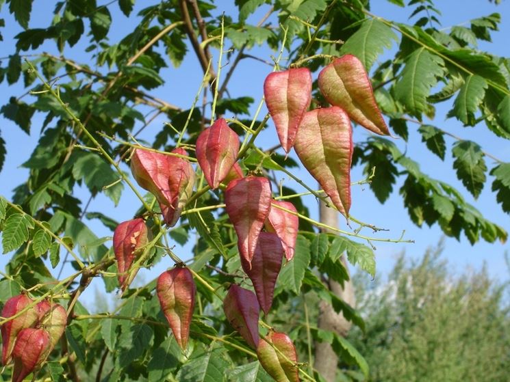 koelreuteria paniculata