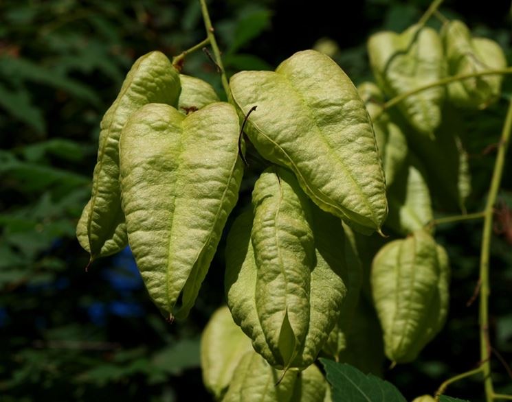 Koelreuteria Paniculata