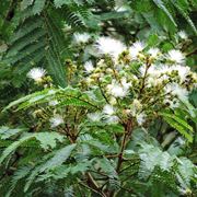 Fiori albizia edwallii