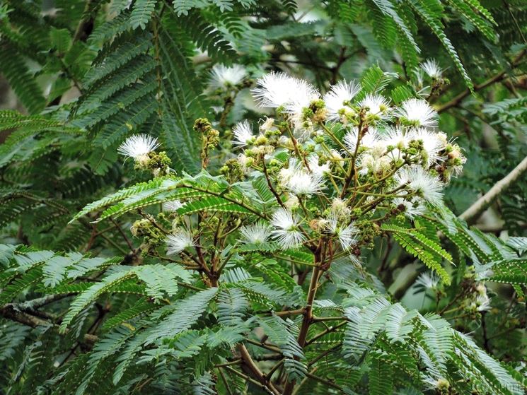 Fiori albizia edwallii