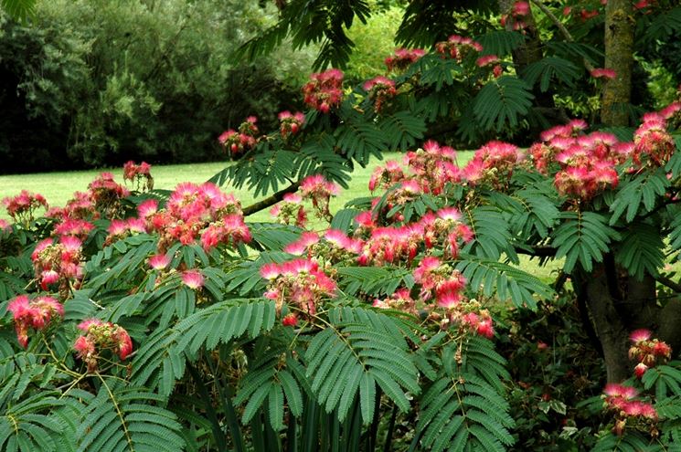 Fiori albizia julibrissin