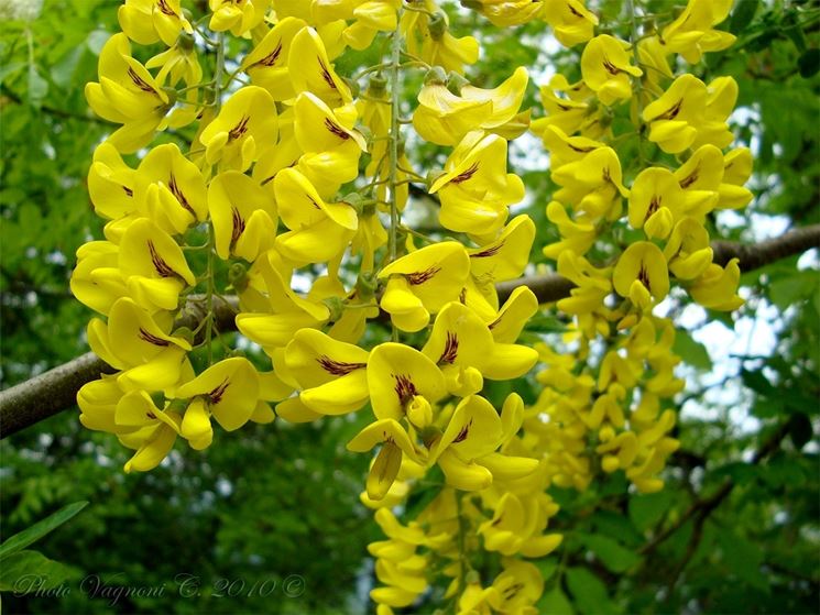 laburnum anagroides