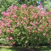 Lagerstroemia