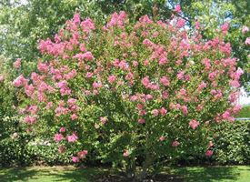 Lagerstroemia indica 