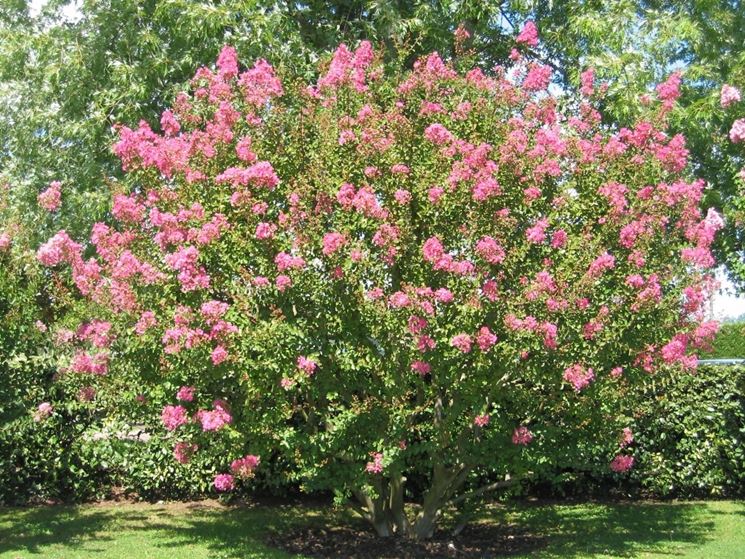 Lagerstroemia