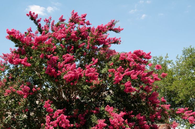 lagerstroemia fiorita