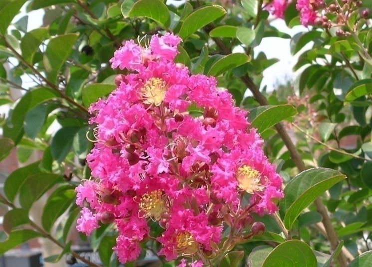 Potatura lagerstroemia