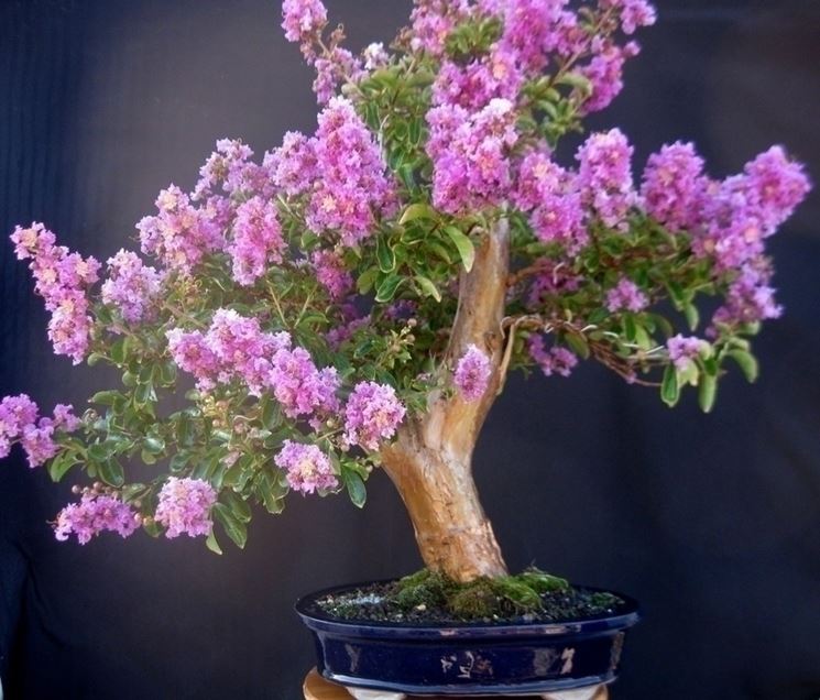 Lagerstroemia bonsai