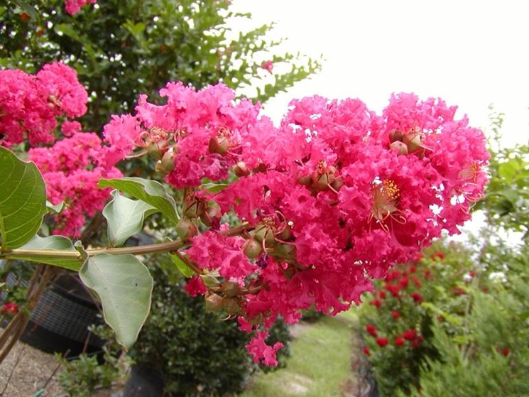 Messa a dimora lagerstroemia