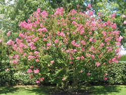 Lagerstroemia