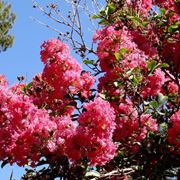 lagerstroemia