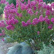 potatura lagerstroemia